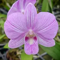 Dendrobium Burana Pink