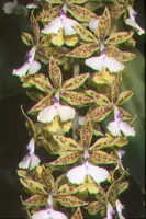 Epidendrum stamfordianum