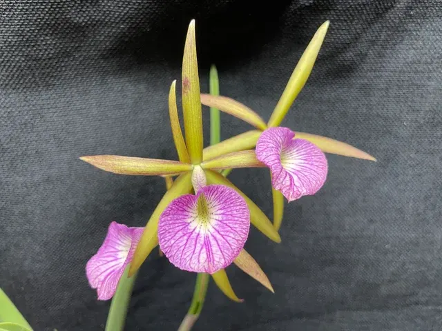 Brassolaeliocattleya Hamlyn's Magic 'Leilani'