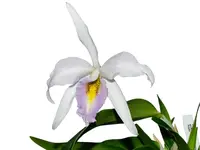 Laeliocattleya Uzhupud Night f. coerulea