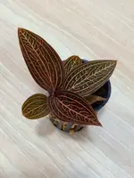 Anoectochilus roxburghii x Ludisia discolor (Anoectochilus Spiderman)