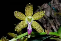 Phalaenopsis subparishii
