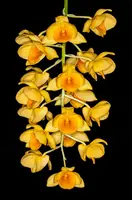 Dendrobium chrysotoxum 3" seedling