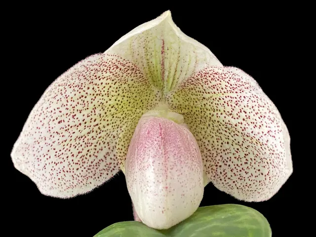 Paphiopedilum Nivarose
