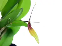 Restrepia trichoglossa (Big)