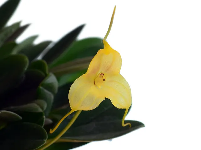 Masdevallia asterotricha (Masdevallia)
