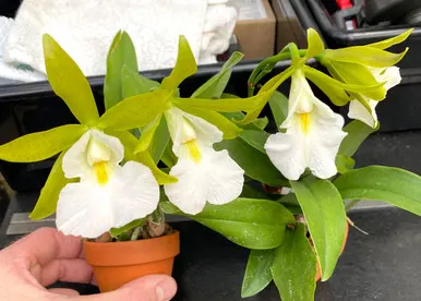 Cattleychea Winnifred Stanfield 'Orchid Dynasty' (Cattleychea)