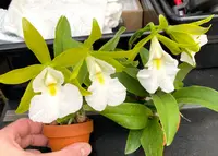 Cattleychea Winnifred Stanfield (C. aclandiae 'Orchid Dynasty' X Enc. mariae 'Green Destiny')