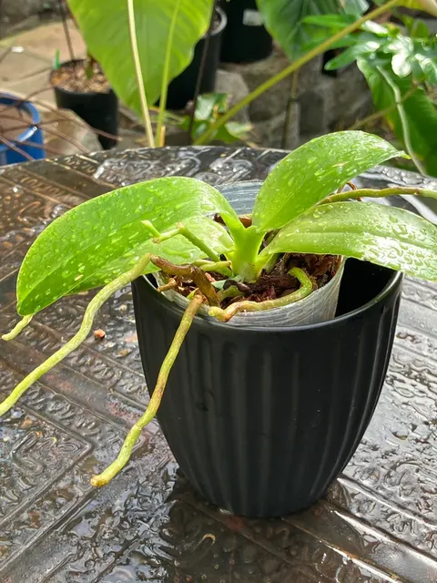 Phalaenopsis Pulchra 'Sib' (Phalaenopsis)