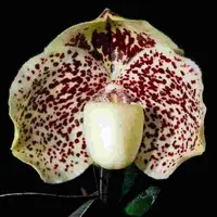 Paphiopedilum godefroyae