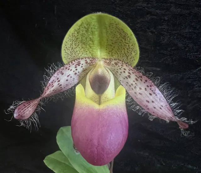 Paphiopedilum moquetteanum (Paphiopedilum)