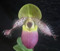 Paphiopedilum moquetteanum — fascinating and surprisingly easy sequential-blooming Paph species