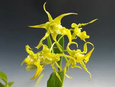 Dendrobium Spectabile Fma. Aurea