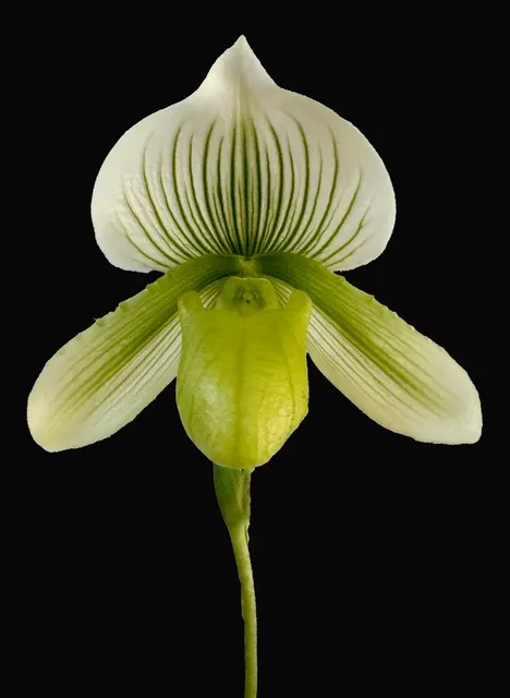 Paphiopedilum Yung Jia Century X Hung Sheng Jewel (Paphiopedilum)