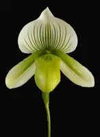 Paphiopedilum Yung Jia Century x Hung Sheng Jewel