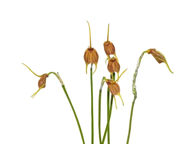 Masdevallia Diego Bogarin (Masdevallia)