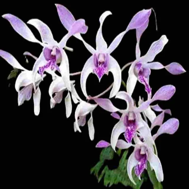 Dendrobium Ceaser Warawan (Dendrobium)