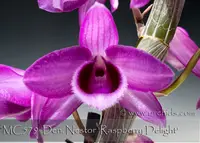 Den. Nestor 'Raspberry Delight', Note: Incredible Lilac Fragrance' (Den.parishii x Den. superbum)