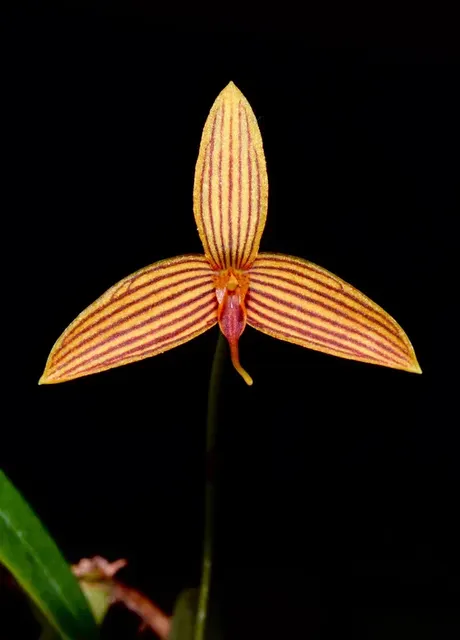 Bulbophyllum zebrinum