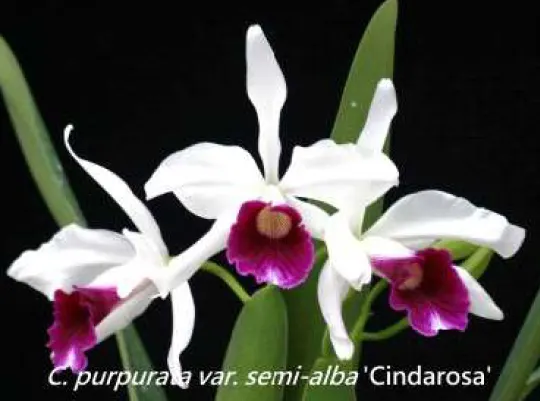 Cattleya purpurata 'Cindarosa' (Cattleya)