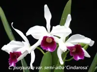 C. purpurata var. semi-alba ‘Cindarosa’ CCM/AOS (MB13) (Cattleya - - purpurata )