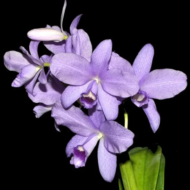 Cattleya bowringiana var coerulea (Cattleya)