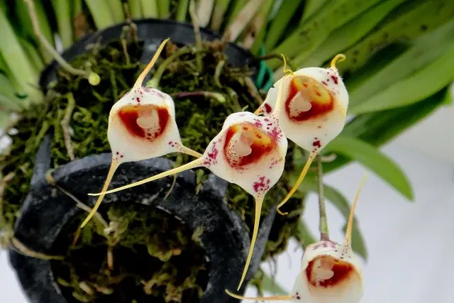 Dracula inaequalis (Dracula)