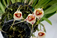 Dracula inaequalis