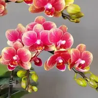 [Bare-root][New] #PA# Phal. Savion 金蝶 [2.4" BS][Sept in stock 26]