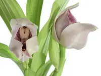 Anguloa acostae