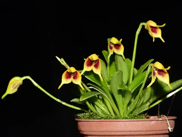 Masdevallia sprucei (Masdevallia)