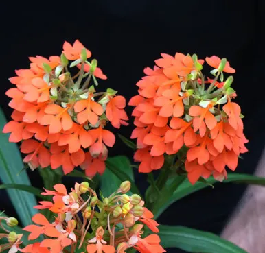 Habenaria rhodocheila 'Nora' (Habenaria)