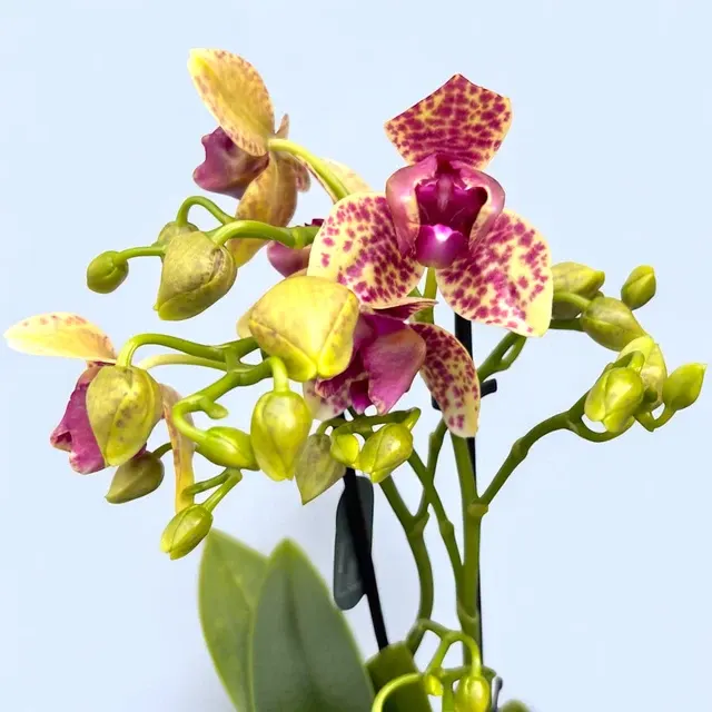 Phalaenopsis Anthura Grosseto