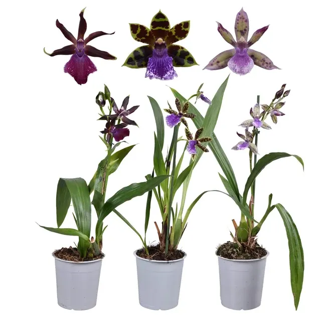 Zygopetalum mix (Zygopetalum)