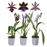 Zygopetalum mix - flori intens parfumate, exemplare dezvoltate