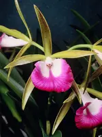 Bc. Nodata 'Maili' HCC/AOS