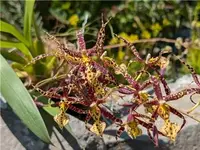 Brassidium Charlotte
