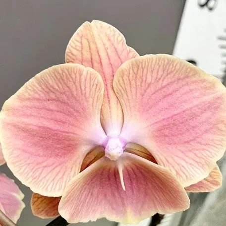 Phalaenopsis 'Pretty Sunset Glow' (Phalaenopsis)
