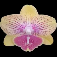 Phalaenopsis Long Pride Kris 'MP3668' 2.5"