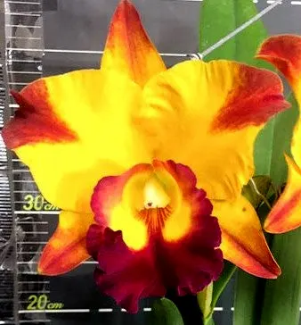 Brassolaeliocattleya YU-Toung Moon 'Camito' (Brassolaeliocattleya)