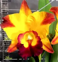 Blc. YU-Toung Moon 'Camito'