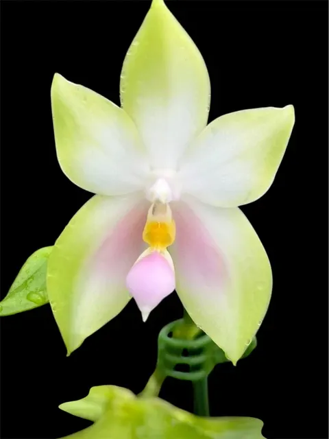 Phalaenopsis bellina var (Phalaenopsis)