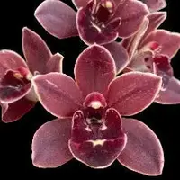 Cymbidium (Jumbuck 'Wendy Wills' × Last Tango 'Geyserland') 'Delightful'