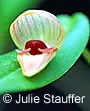 Pleurothallis palliolata