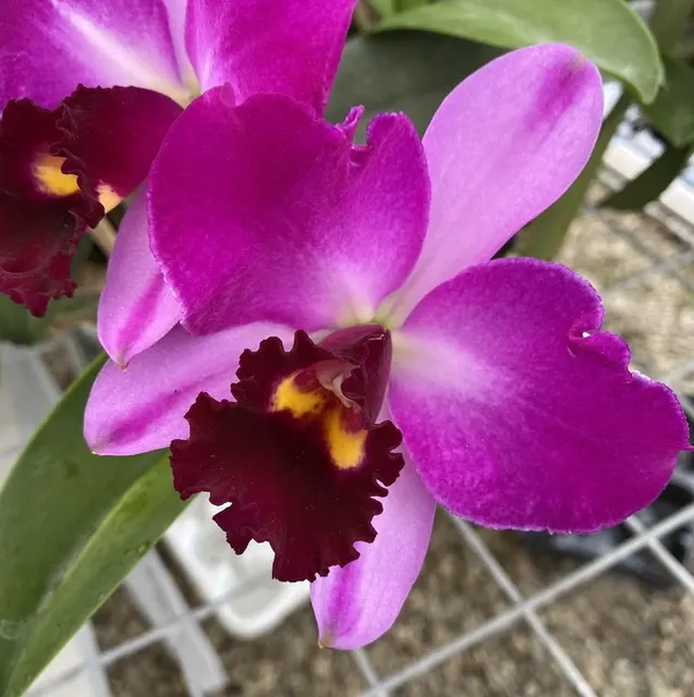 Potinara Summer Choice