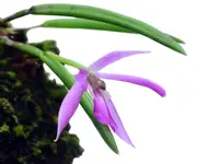 Leptotes pohlitinocoi