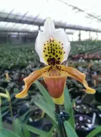 Paphiopedilum exul