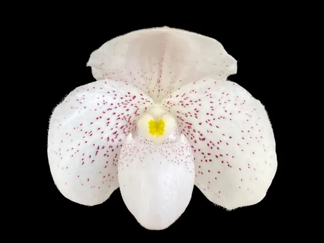 Paphiopedilum Payakka Kodkod