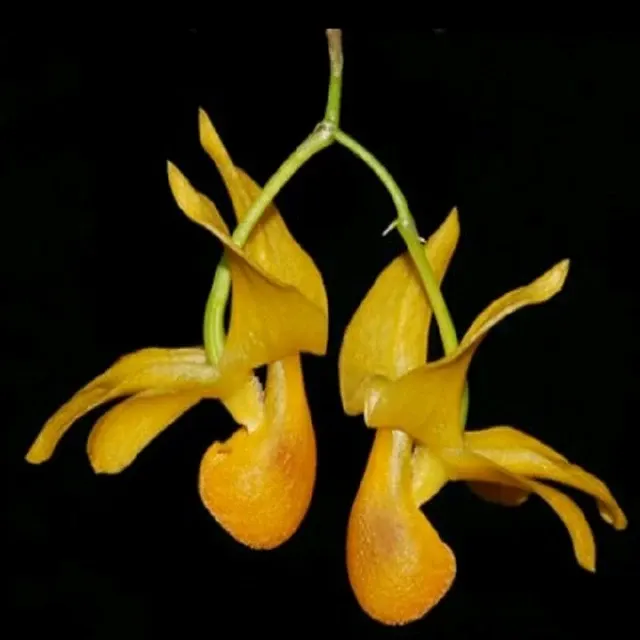 Dendrobium chrysocrepis sp (Dendrobium)