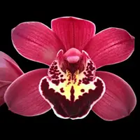 Cymbidium 'Marilyn Levi'